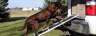 dog walking up a ramp into a truck bed